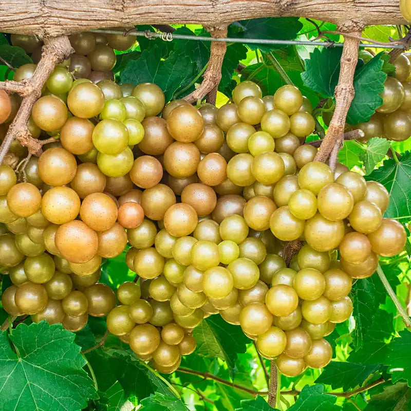 seeded grape plants for sale Gurney's Oh My! Muscadine Grape Vine, 4 Inch Potted Deciduous Fruiting Vine, 1-Pack