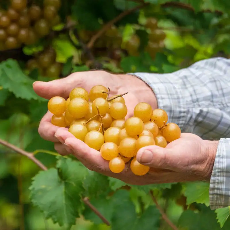 planting muscadines from seed Oh My!® Seedless Grape Vine