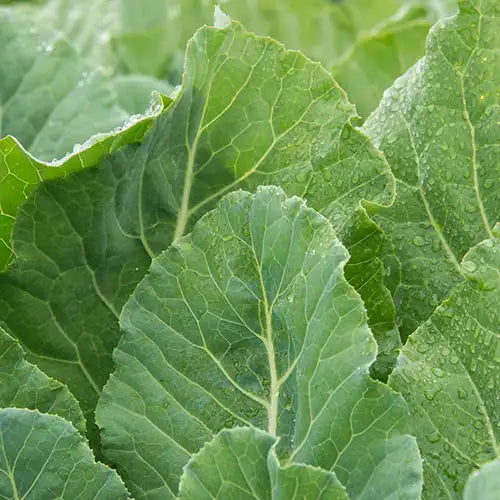 planting collard seeds in fall Top Bunch Hybrid Collards Seed