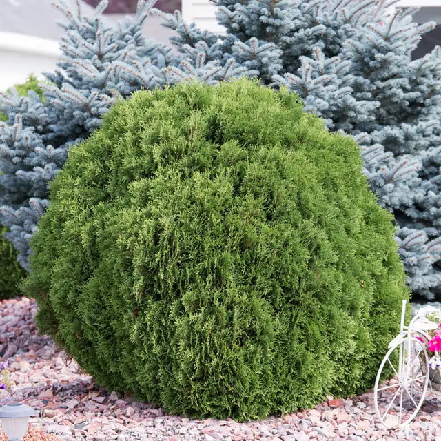 Woodward Globe Arborvitae Hedge
