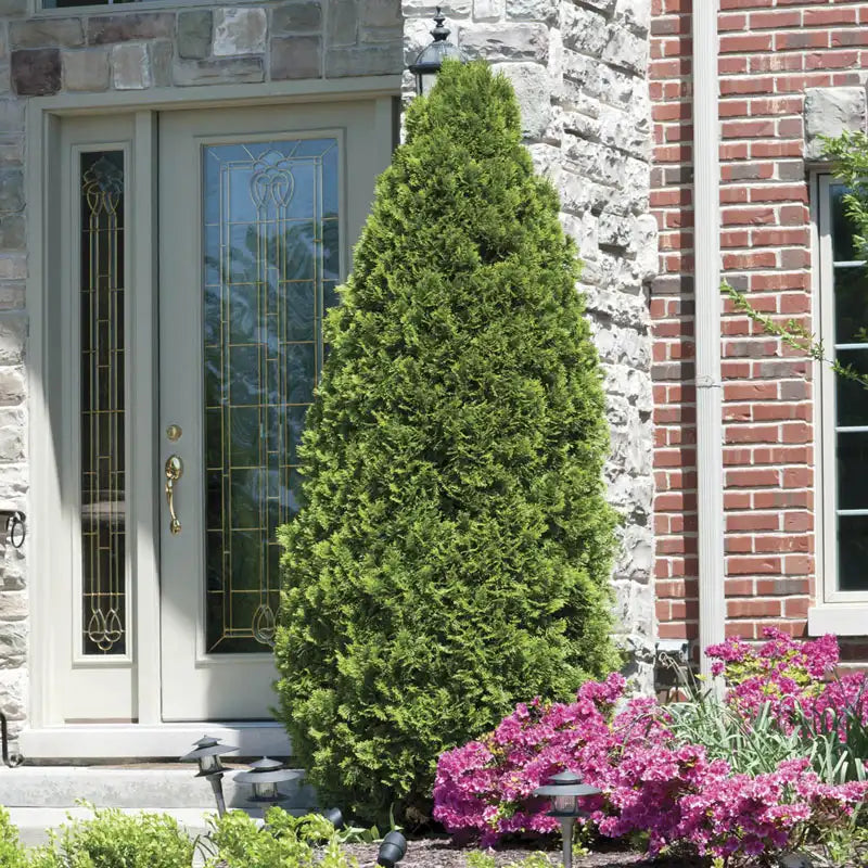 can you plant emerald green arborvitae next to house Emerald Green Arborvitae Hedge
