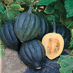 Black Bellota Hybrid Acorn | Gurney's Winter Squash