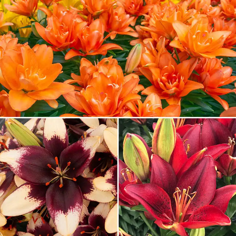 tiny epic asiatic lily Asiatic Trio for Borders – Gurney's Seed & Nursery Co