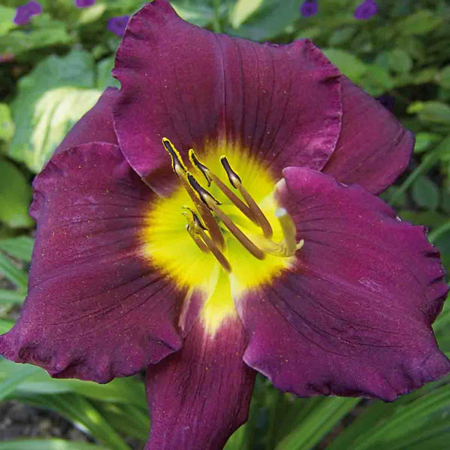 Bela Lugosi Reblooming Daylily
