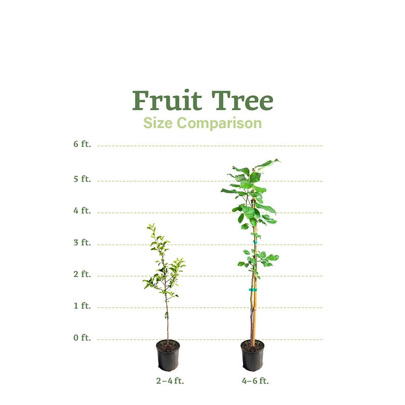 Apple Tree Growth Chart Apple Tree Almanac: Your Definitive Guide To