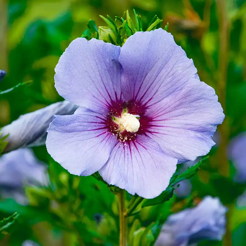 saucer hibiscus plant Spring Hill Nurseries Blue Flowering Bluebird Rose of Sharon Althea, 4-inch Potted Deciduous Shrub, 1-Pack