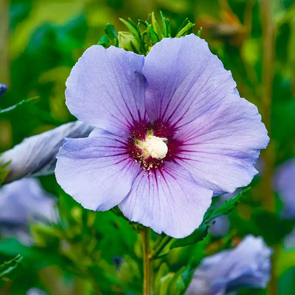 lavender hibiscus flower Bluebird Hibiscus Plants for Sale