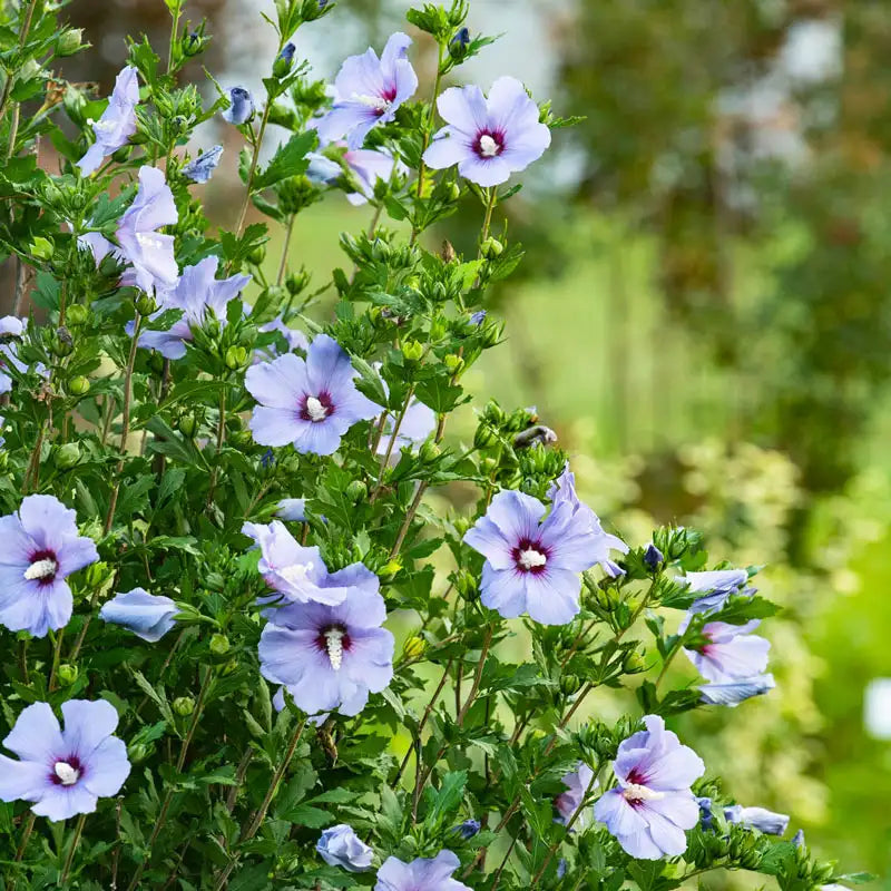 hibiscus plant seeds for sale Spring Hill Nurseries Blue Flowering Bluebird Rose of Sharon Althea, 4-inch Potted Deciduous Shrub, 1-Pack