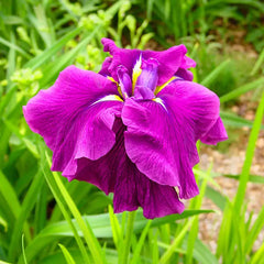 Good Omen Japanese Iris |Gurneys Seed & Nursery Co.