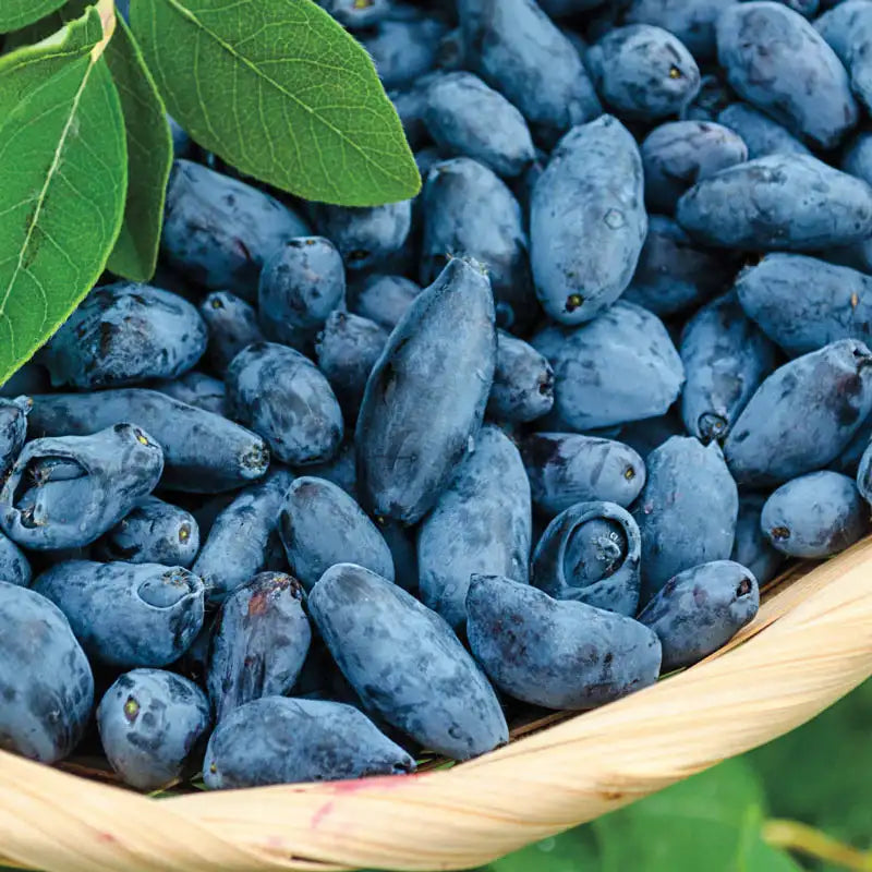 fertilizer for honeyberry plants Early Blue Honeyberry Bush Potted Fruit Bearing Starter Plant