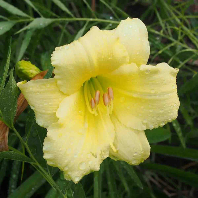 Fragrant Returns Daylily