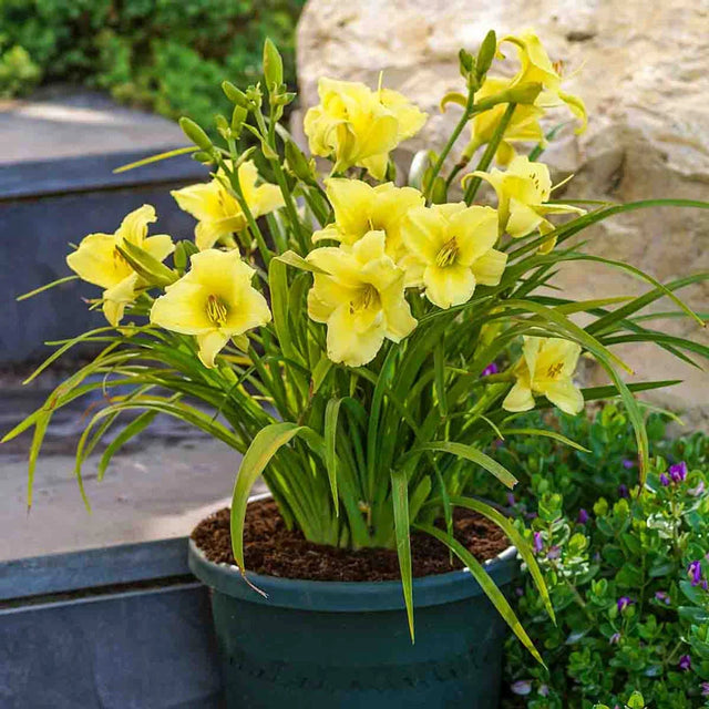 Fragrant Returns Daylily