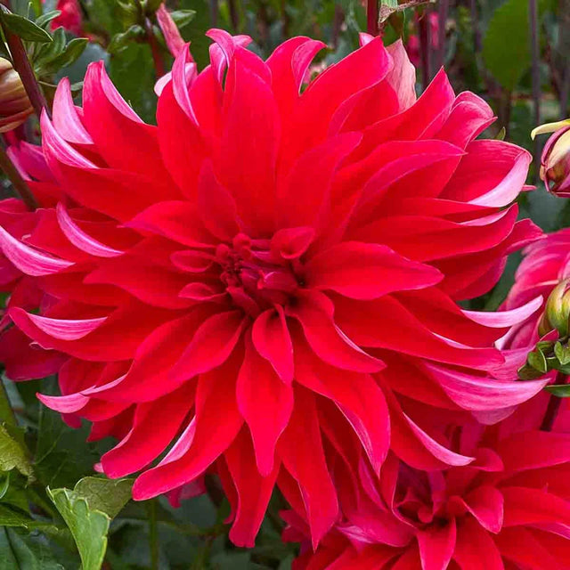 Red Labyrinth Dahlia
