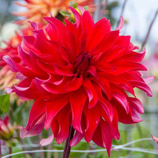 Red Labyrinth Dahlia