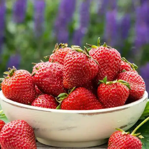 nursery strawberry seeds WOW! Fruit| Strawberry, Blueberry & Apple Plants from Gurney's Seed & Nursery Co