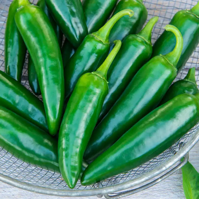 Spring Catalog Collection Gurney's Seed & Nursery Co.