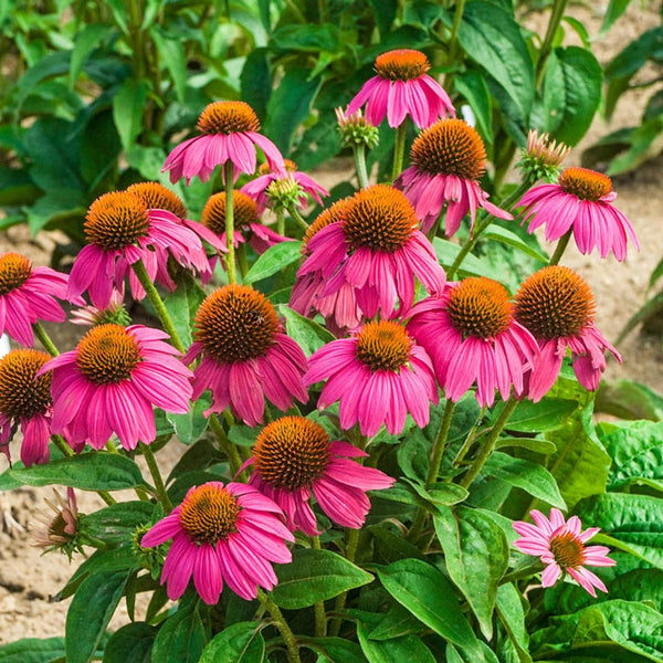 PowWow Wild Berry Coneflower | Gurney's Seed & Nursery Co