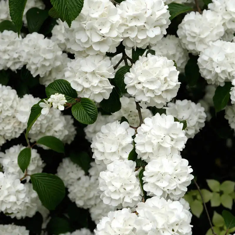 5 hydrangea plants flowers home plant perennial viburnum seeds Spring Hill Nurseries White Flowering Snowball Bush Viburnum, 4-Inch Potted Deciduous Shrub, 1-Pack