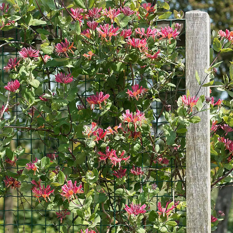 planting honeysuckle seeds Spring Hill Nurseries Pink Flowering Goldflame Honeysuckle, 4-Inch Potted Deciduous Vine, 1-Pack