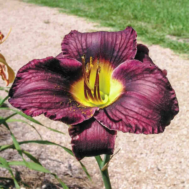 Black Ambrosia Reblooming Daylily 