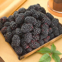 Columbia Giant Blackberry – Gurney's Seed & Nursery Co.
