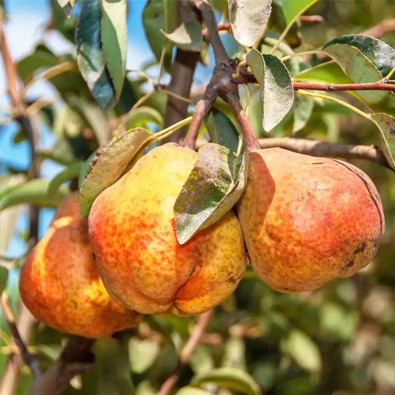 Bartlett Standard Pear Tree