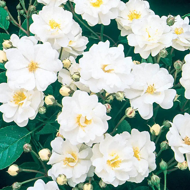 Guernys Roses Gourmet Popcorn Miniature Rose | Gurney's Seed & Nursery Co.