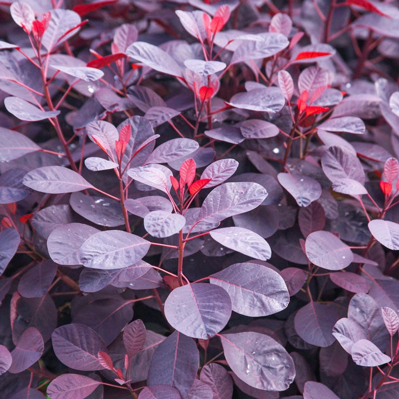 Royal Purple Smoketree - Premium Plant (Qty- 5) | Zone 5-8 Royal Purple Smoketree - Premium Plant (Qty- 5) | Zone 5-8