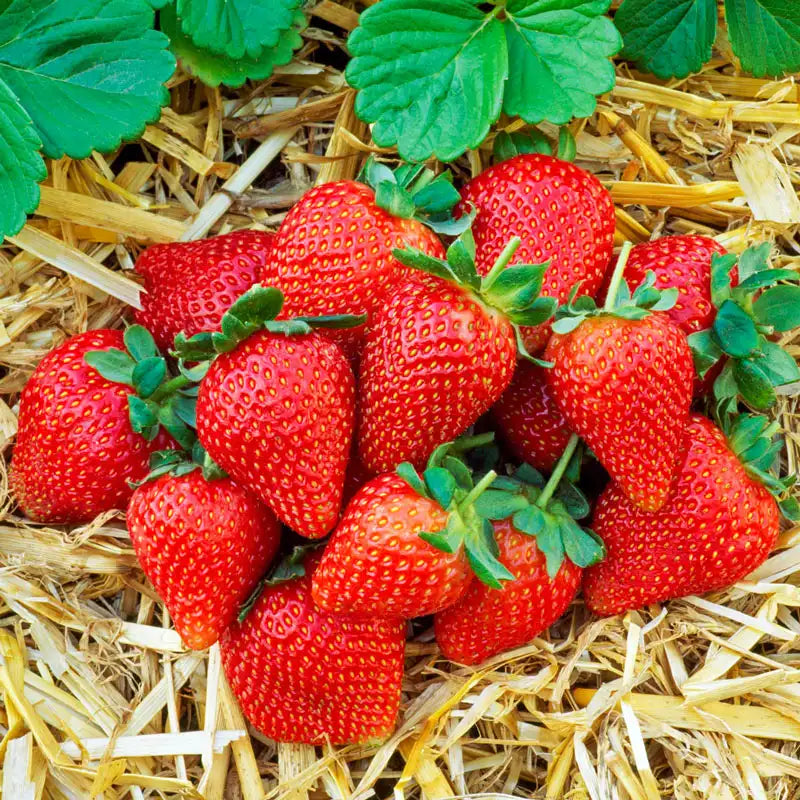 Sweet Sensation Strawberry | Gurney's Seed & Nursery Co.