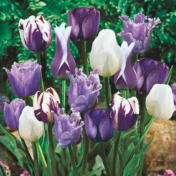 Blue Heaven Tulip Medley | Gurney's Seed & Nursery Co.