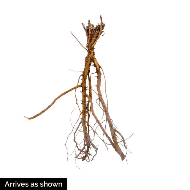 Penngift Crown Vetch Plant