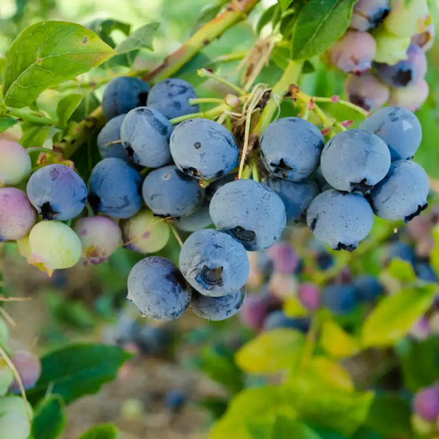 Blueberry Plants and Bushes for Sale | Gurney's Seed & Nursery Co.