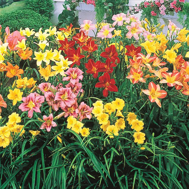 Reblooming Daylily Mix