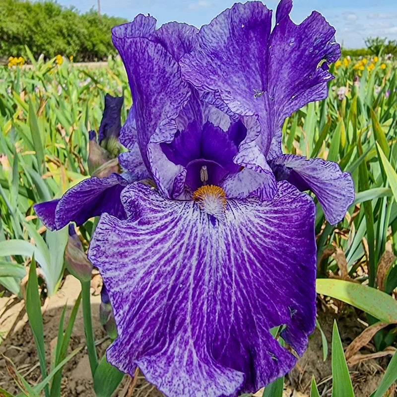 lavender iris flower My Generation Bearded Iris