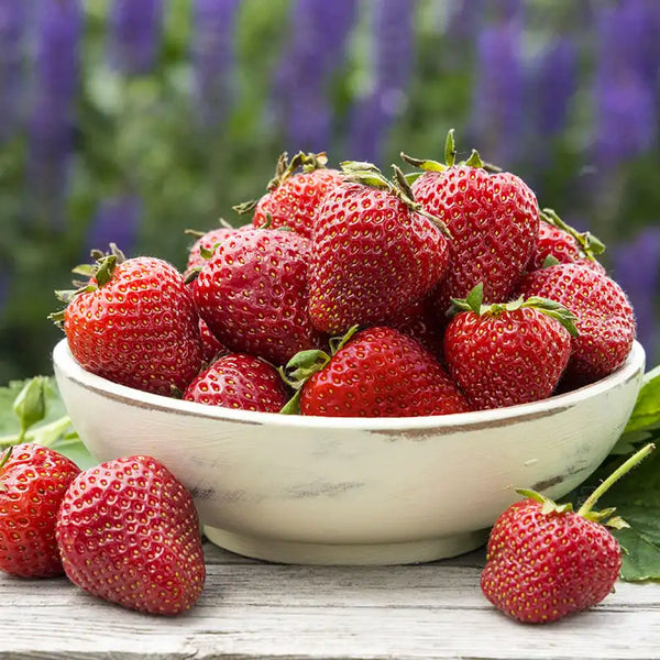 strawberry seeds burpee Charlotte Everbearing Strawberry Plant - 4-Pack | Fragaria ananassa 'Charlotte' | Zone 3-8 | Fragaria ananassa 'Charlotte' | Pink | 12