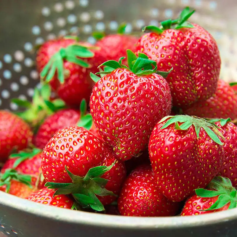 strawberry seeds burpee Charlotte Everbearing Strawberry Plant - 4-Pack | Fragaria ananassa 'Charlotte' | Zone 3-8 | Fragaria ananassa 'Charlotte' | Pink | 12