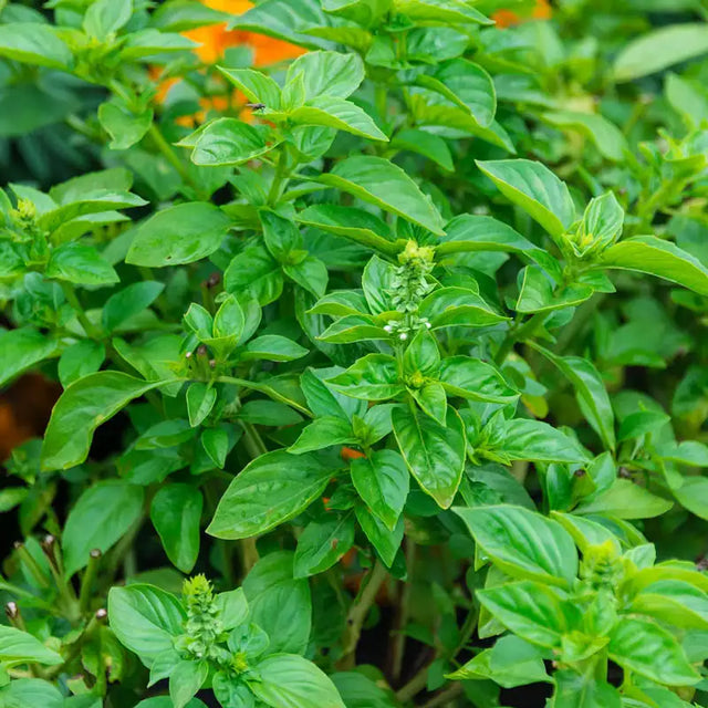 British Genovese Basil