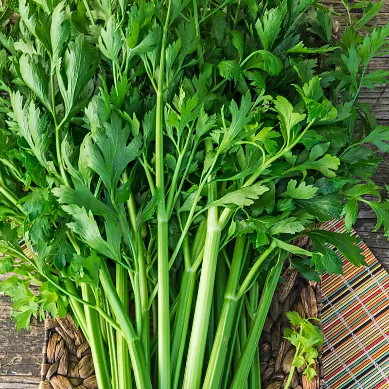 celery seeds for planting Gurney's Celery Titus Hybrid (100 Seed Packet)