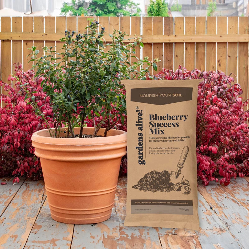 blueberry potting mix Blueberry Success Mix