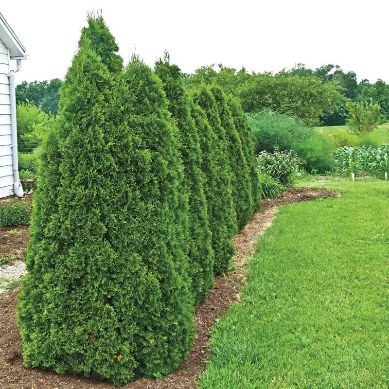 fertilize newly planted arborvitae Green Giant Arborvitae