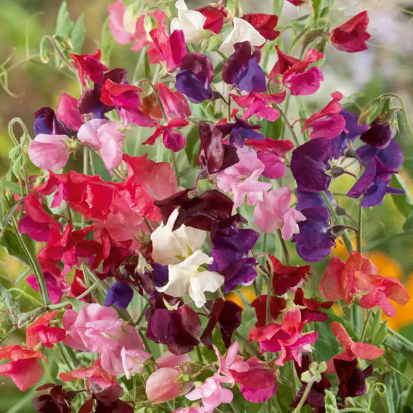 sweet pea indoor plant Annual Sweet Pea Heirloom Mix - Pkt Of Approx. 50 Seeds | Lathyrus odoratus 'Heirloom Mix'