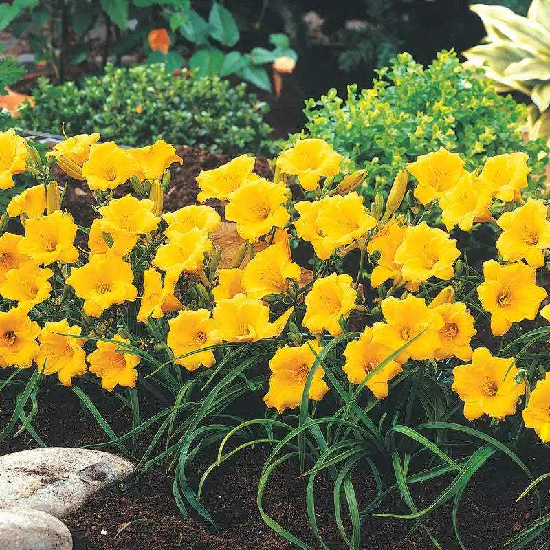 planting stella d'oro daylily seeds Stella De Oro Daylily| Buy Sun Perennials from Gurney's Seed & Nursery Co