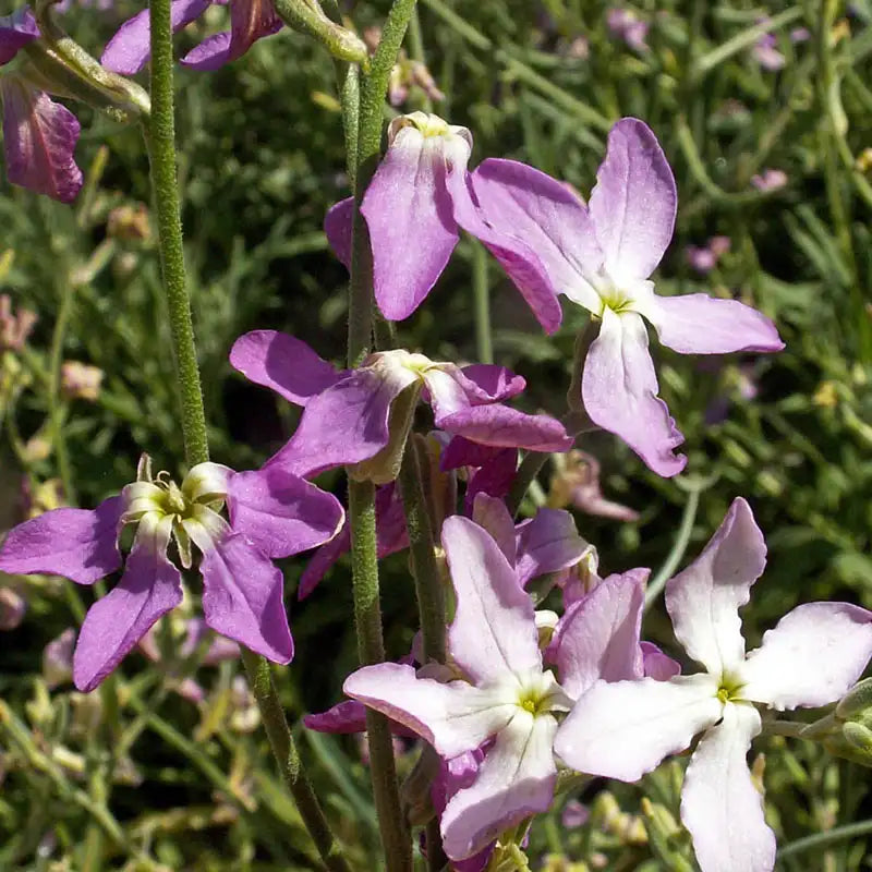 planting night scented stock seeds Evening Scented Stock - Pkt Of Approx. 100 Seeds | Matthiola bicornis