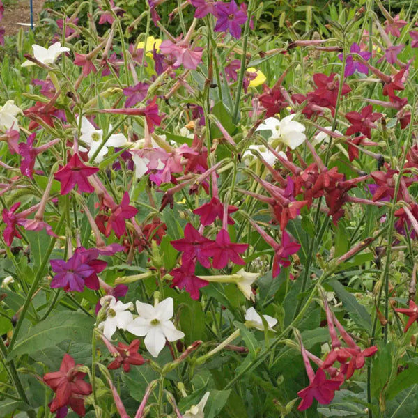 flowering tobacco perennial Sensation Mixed Flowering Tobacco - Pkt Of Approx. 50 Seeds