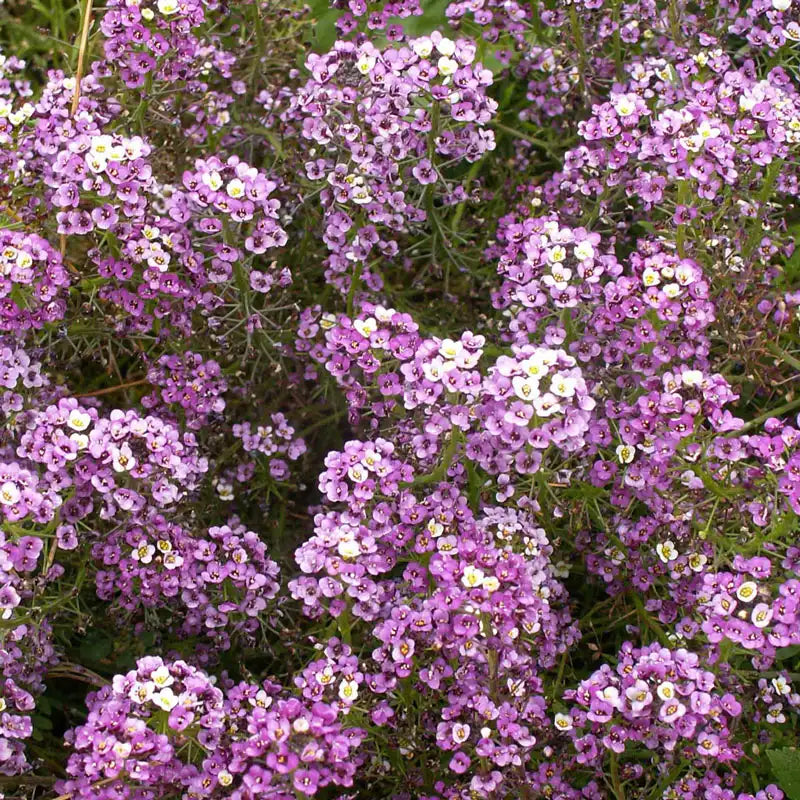 planting alyssum seeds Dwarf Royal Carpet Sweet Alyssum