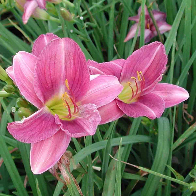 Prairie Blue Eyes Daylily 