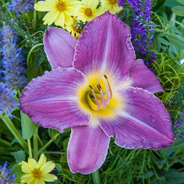 Prairie Blue Eyes Daylily 