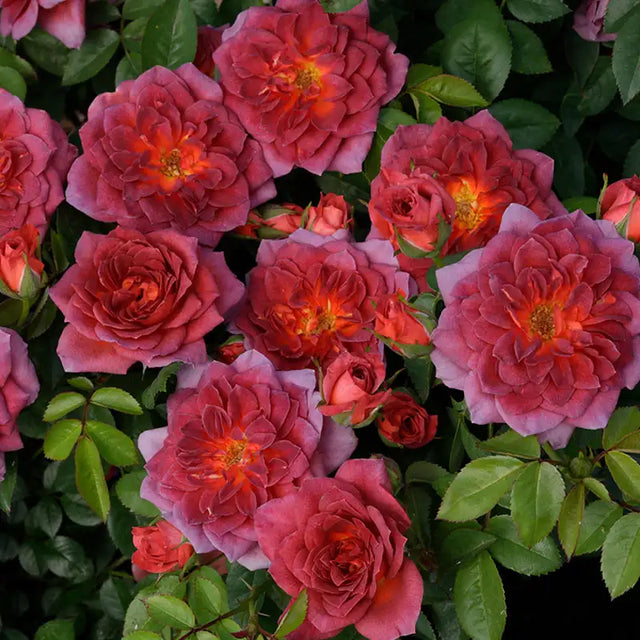 Miniature Roses For Sale | Gurney's Seed & Nursery Co.