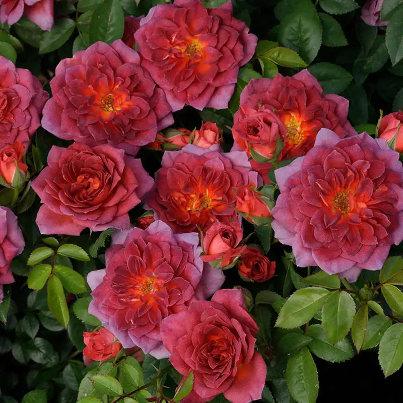 Midnight Fire™ Miniature Rose | Gurney's Seed & Nursery Co.