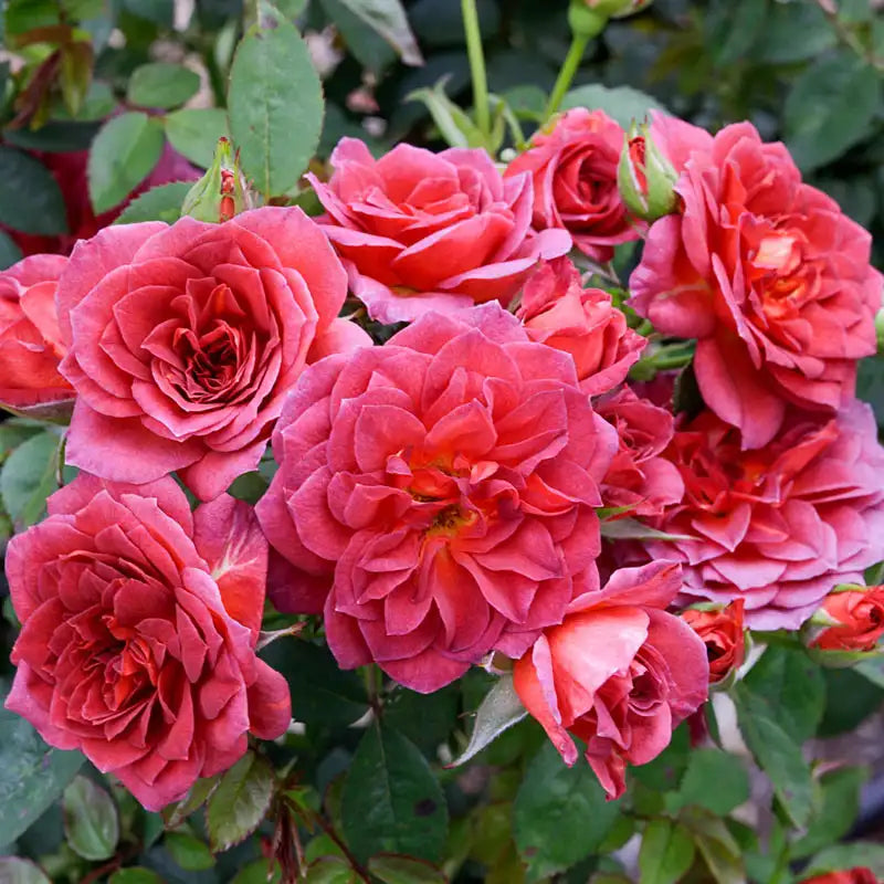 Midnight Fire Miniature Rose Midnight Fire Miniature Rose